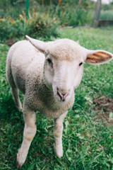 Naklejka na ściany i meble Lamb portrait. Cute young farm animal. Sheep. Livestock.