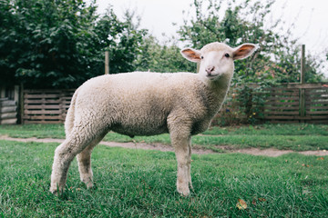 Obraz premium Lamb. Cute young farm animal. Sheep. Livestock.