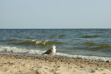 Fototapeta na wymiar White and gray seagull on the seashore walking on the sand beach