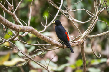 Guaxe (Cacicus haemorrhous) | Red-rumped Cacique photographed in Linhares, Espírito Santo - Southeast of Brazil. Atlantic Forest Biome.