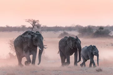 Abwaschbare Fototapete Elefant Etosha-Elefanten