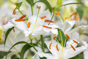 White Asiatic lily flower in the garden - obrazy, fototapety, plakaty