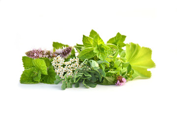 Fresh green herbs isolated