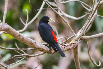 Guaxe (Cacicus haemorrhous) | Red-rumped Cacique photographed in Linhares, Espírito Santo - Southeast of Brazil. Atlantic Forest Biome.