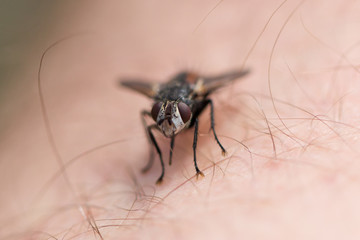 Small fly resting