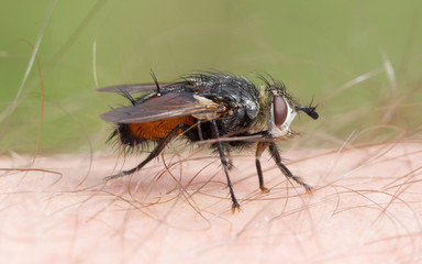Small fly resting