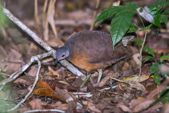 Tururim (Crypturellus soui) | Little Tinamou photographed in Linhares, Espírito Santo - Southeast of Brazil. Atlantic Forest Biome.