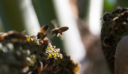 Bees hovering around palm tree and collecting pollen