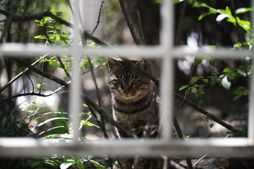 cute lovely street cat