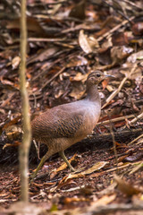 Jaó-do-sul (Crypturellus noctivagus) |  Yellow-legged Tinamou photographed in Linhares, Espírito Santo - Southeast of Brazil. Atlantic Forest Biome.