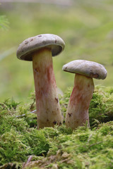 Schönfuß-Röhrling, Dickfuß-Röhrling  (Caloboletus calopus)