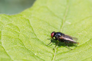 Small fly resting