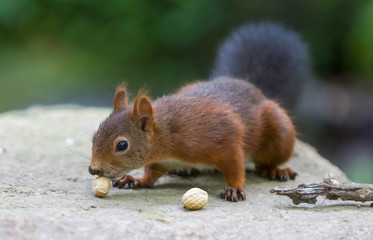 Naklejka na ściany i meble Brown squirrel eating nuts on tree