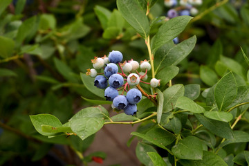 delicious blueberries ripening from the trees.