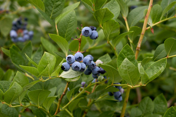 Blueberries ripening from the trees