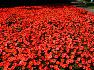 Fototapeta premium rotes Blütenmeer - Giardini Botanici Villa Taranto