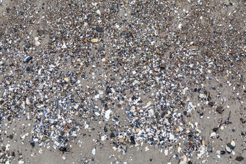 feiner Sand, Muscheln und Steine an einem Strand, an der Ostsee