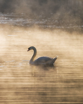 White swan on fog reservoir