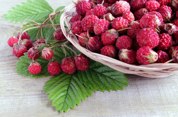 The wild meadow strawberry . Ripe and fragrant berries in summer