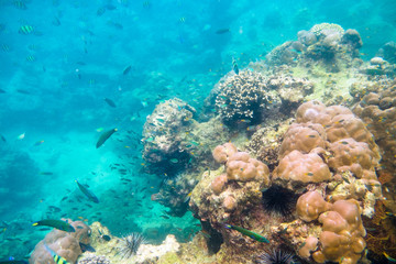 Naklejka na ściany i meble Coral reef with school fish in phi phi island
