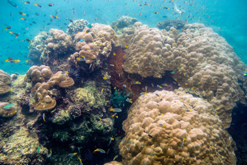 Obraz na płótnie Canvas Coral reef with school fish in phi phi island