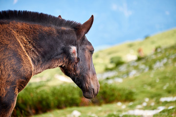 Wild young horse, on the green slopes in Dobratsch Nature Park in Austrian alps, having an open bloody wound on the neck