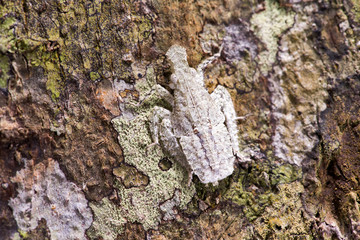 Inseto (artropode) | insect photographed in Linhares, Espírito Santo - Southeast of Brazil. Atlantic Forest Biome.