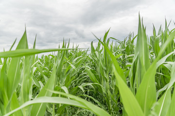 field of corn