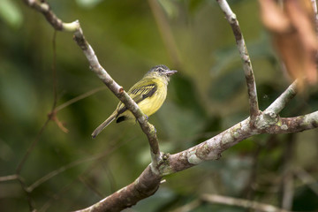Bico-chato-de-cabeça-cinza (Tolmomyias poliocephalus) | Gray-crowned Flycatcher photographed in Linhares, Espírito Santo - Southeast of Brazil. Atlantic Forest Biome.