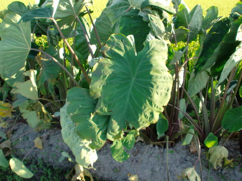 里芋の葉柄 Images Browse 1 Stock Photos Vectors And Video Adobe Stock