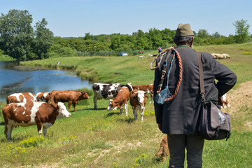 herd of cows with a herdsman