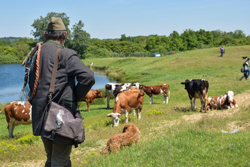 herd of cows with a herdsman