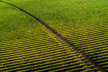 Aerial view of a vineyard hill with road at sunset