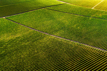 Aerial view of a vineyard hills landscape with roads at sunset in autumn