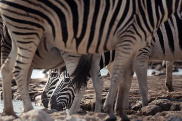 Etosha Zebraa