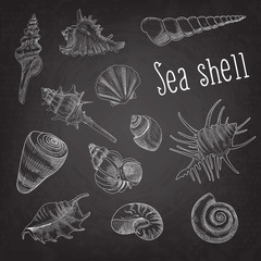 Seashells Hand Drawn Aquatic Doodle on Blackboard. Marine Sea Shell Isolated Elements. Vector illustration