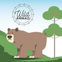wild bear icon over forest background colorful design vector illustration