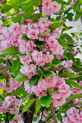 branch of pink Sakura flowers and leaves closeup