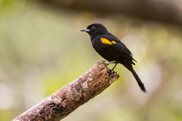 Encontro (Icterus pyrrhopterus) | Variable Oriole photographed in Linhares, Espírito Santo - Southeast of Brazil. Atlantic Forest Biome.