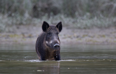 Wild boar in water