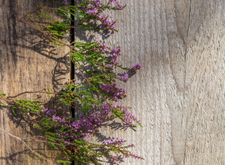 Purple flowers of heather on a wooden background, autumn concept, top view.