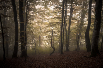 Dark misty autumn forest
