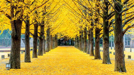 Row of yellow ginkgo tree in Nami Island, Korea - obrazy, fototapety, plakaty