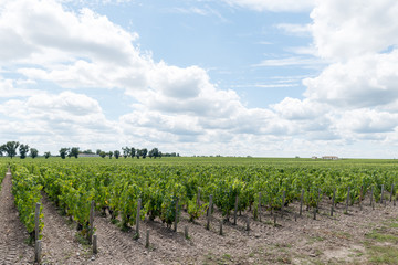 Fototapeta na wymiar Vignes et raisin du Médoc, près de Bordeaux (France)
