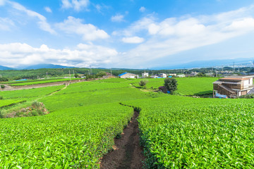 Fototapeta na wymiar Fresh green tea farm in spring , Row of tea plantations (Japanese green tea plantation) with blue sky background in Fuji city ,Shizuoka prefecture, Japan.