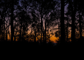 Sunset through the trees at Mount French