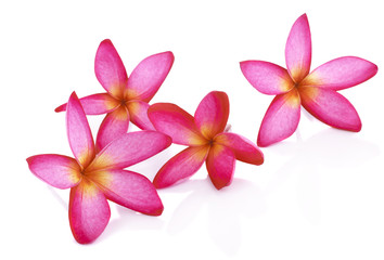 Fototapeta na wymiar Pink Frangipani Plumeria flower