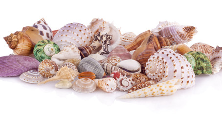 Sea shells on white background