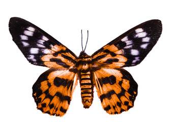 Color butterfly, isolated on white