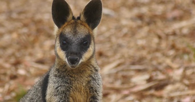 Swamp wallaby macropod marsupial of eastern Australia